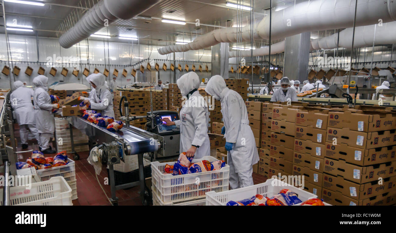 Muslim woman workers working in a chicken meat plant. Stock Photo