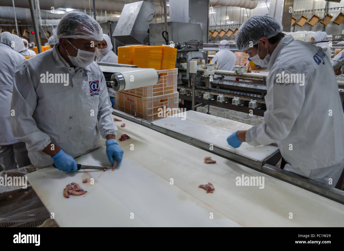 Muslim woman workers working in a chicken meat plant. Stock Photo
