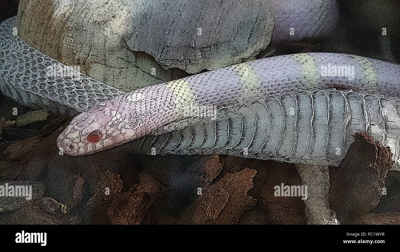 Image of a snake above its discarded  skin. Stock Photo