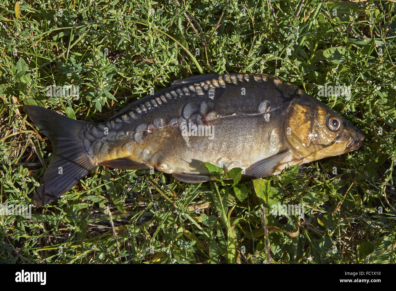 Fish in the grass Stock Photo Alamy
