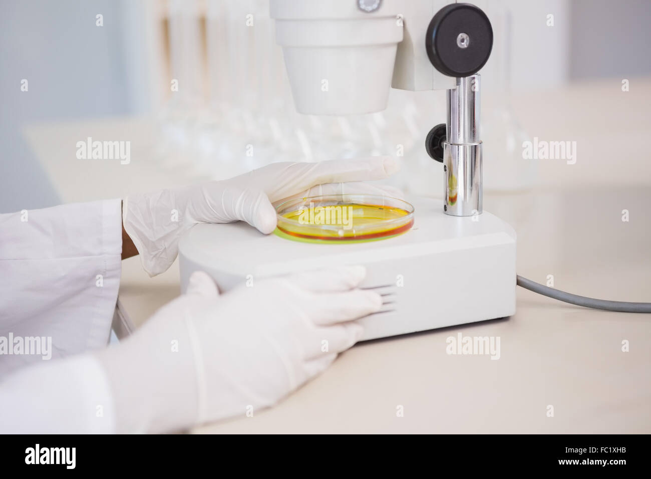 Scientist looking at petri dish with microscope Stock Photo Alamy
