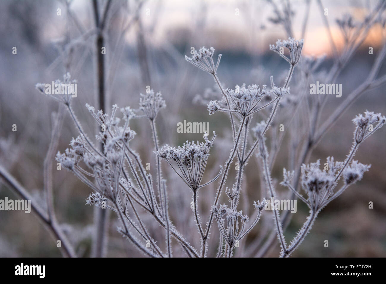 Tottenham Marshes, London UK, 20th January 2016. UK Weather. A second morning of sub-zero temperatures see Tottenham Marshes under a layer of frost, and the river Lee frozen. Credit: Patricia Phillips/Alamy Live News Stock Photo