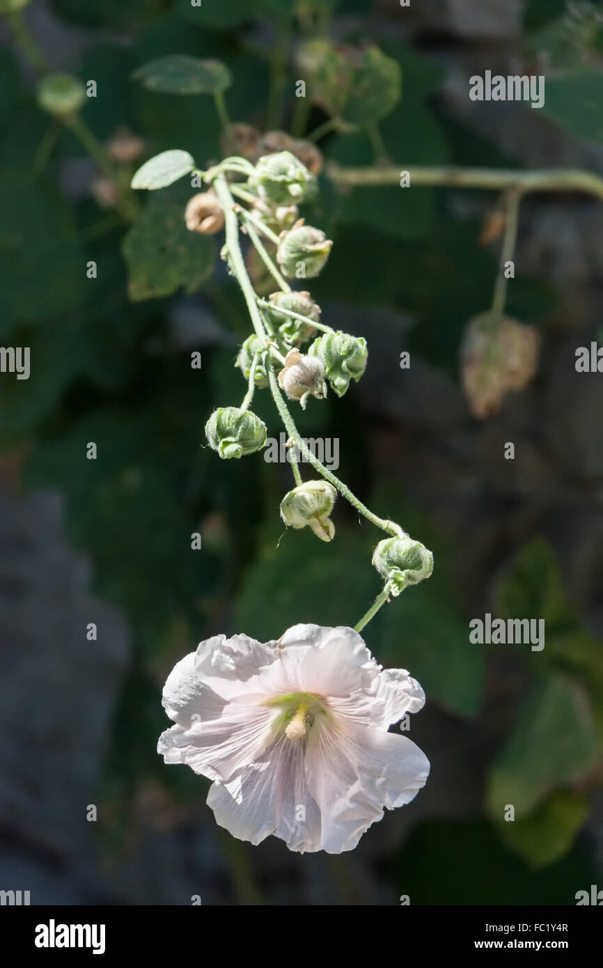 White hollyhock hi-res stock photography and images - Alamy