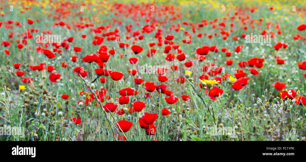 Wild red poppy and yellow daisy flowers . Stock Photo