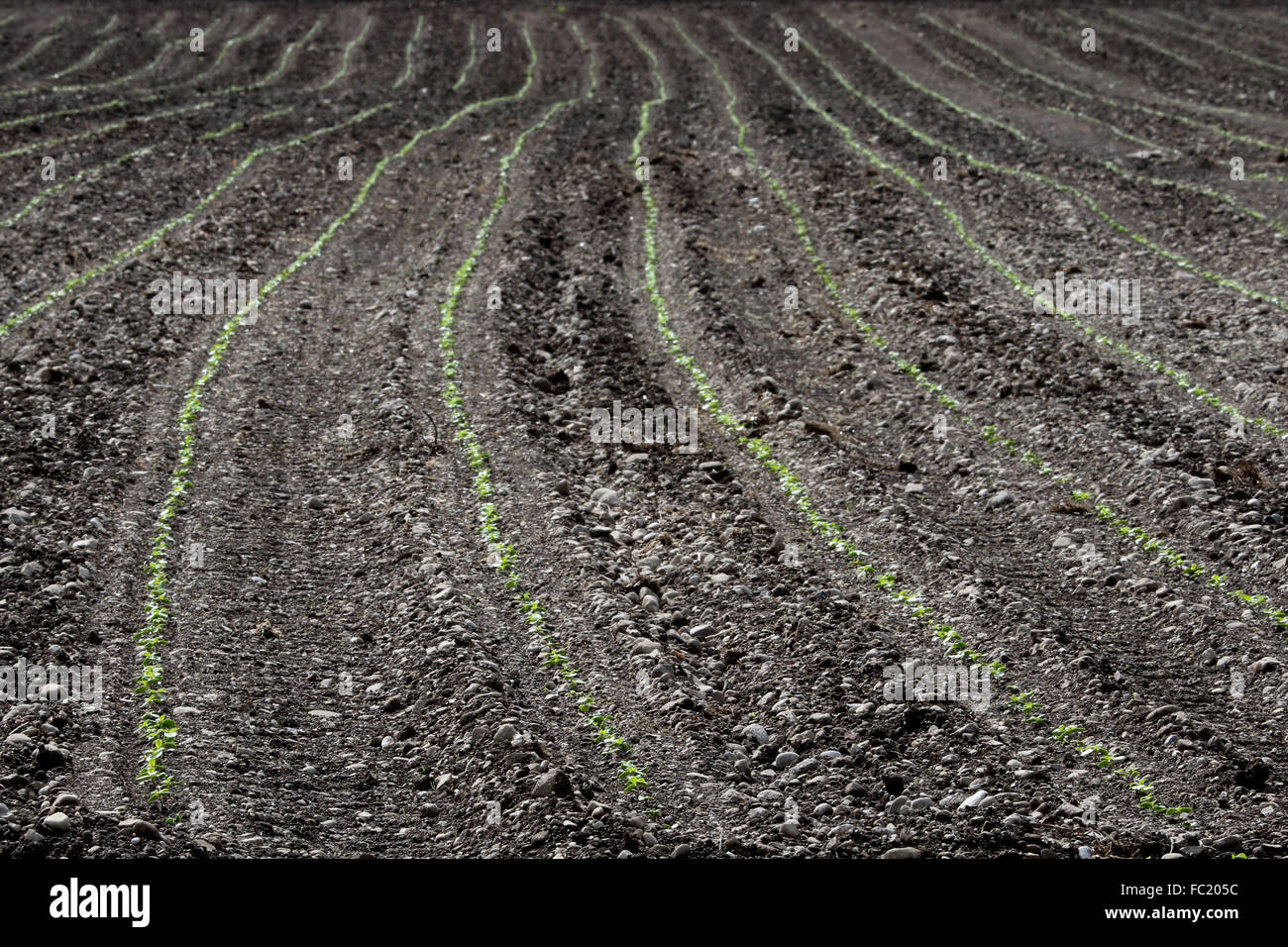 Ploughed field. Stock Photo