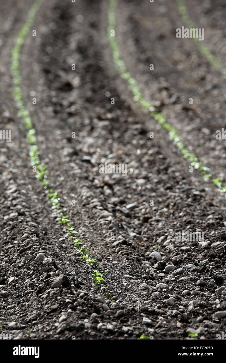 Ploughed field. Stock Photo