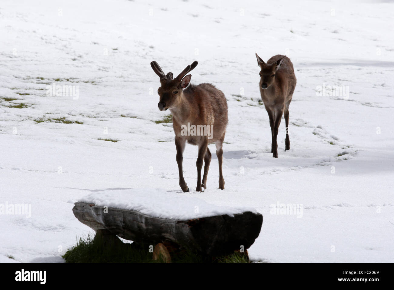 Merlet wildlife park. Red deer (Cervus elaphus). Stock Photo