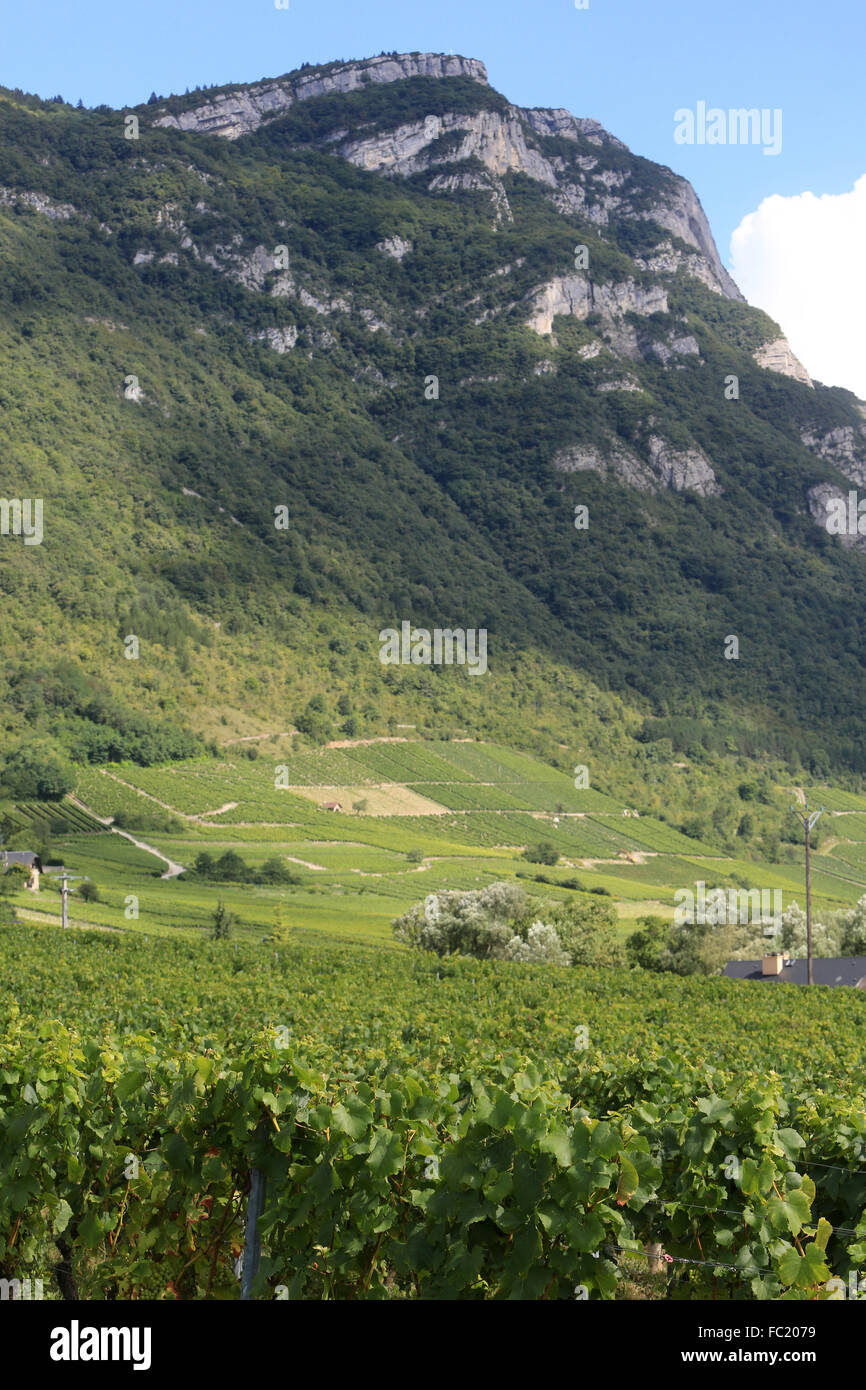 Vin de Savoie. Vineyard Chignin. Mongelas (1.301 m). Stock Photo