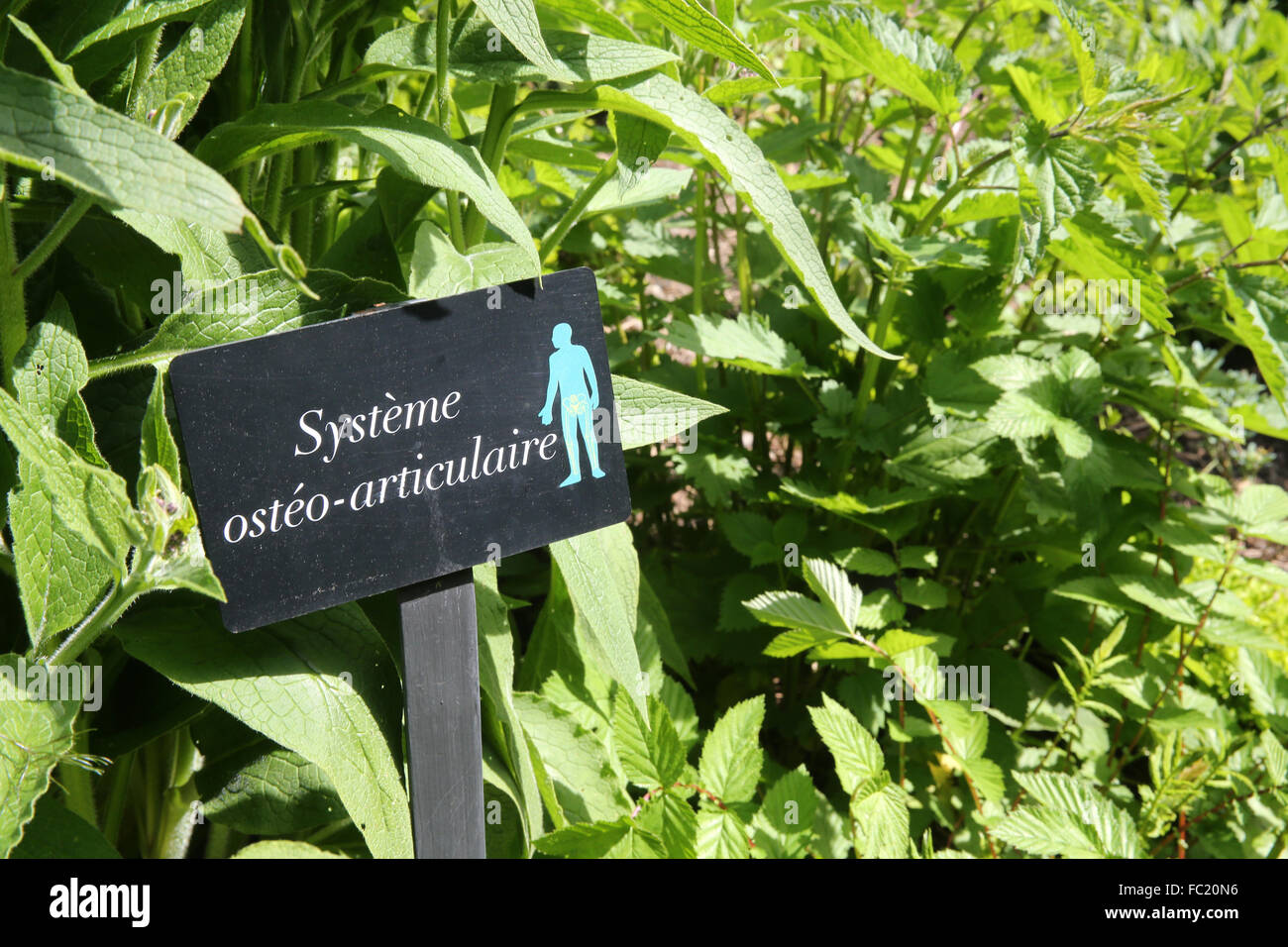 The garden of five senses (Jardin des Cinq Sens). Medicinal plants. Stock Photo