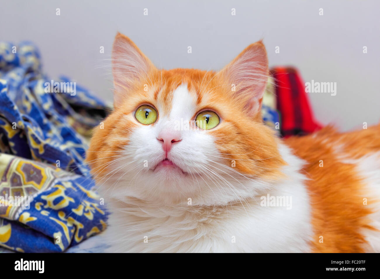 Red cat with yellow eyes dreamily looking up Stock Photo