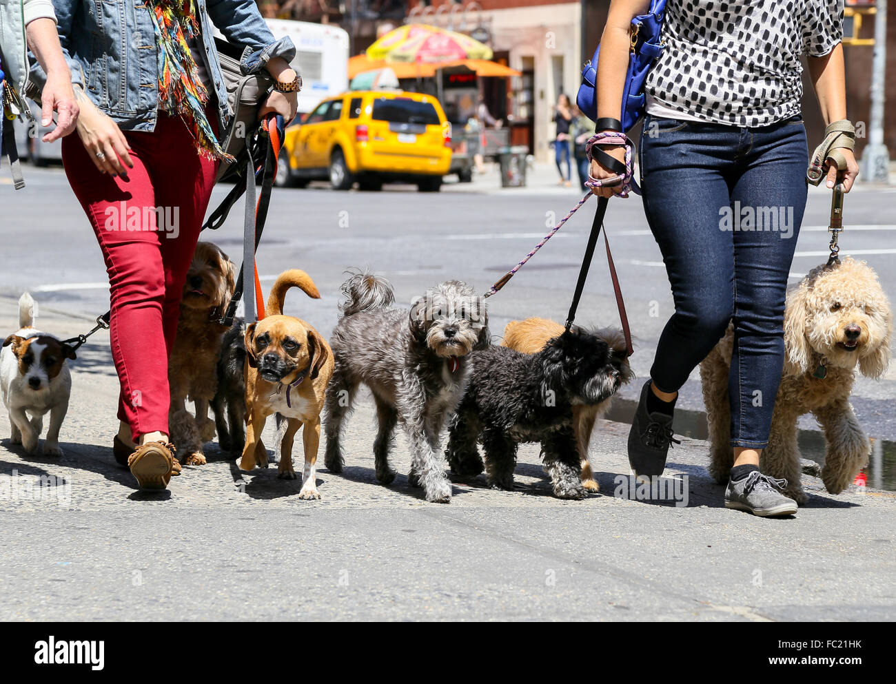 Walking the dogs in NY Stock Photo Alamy