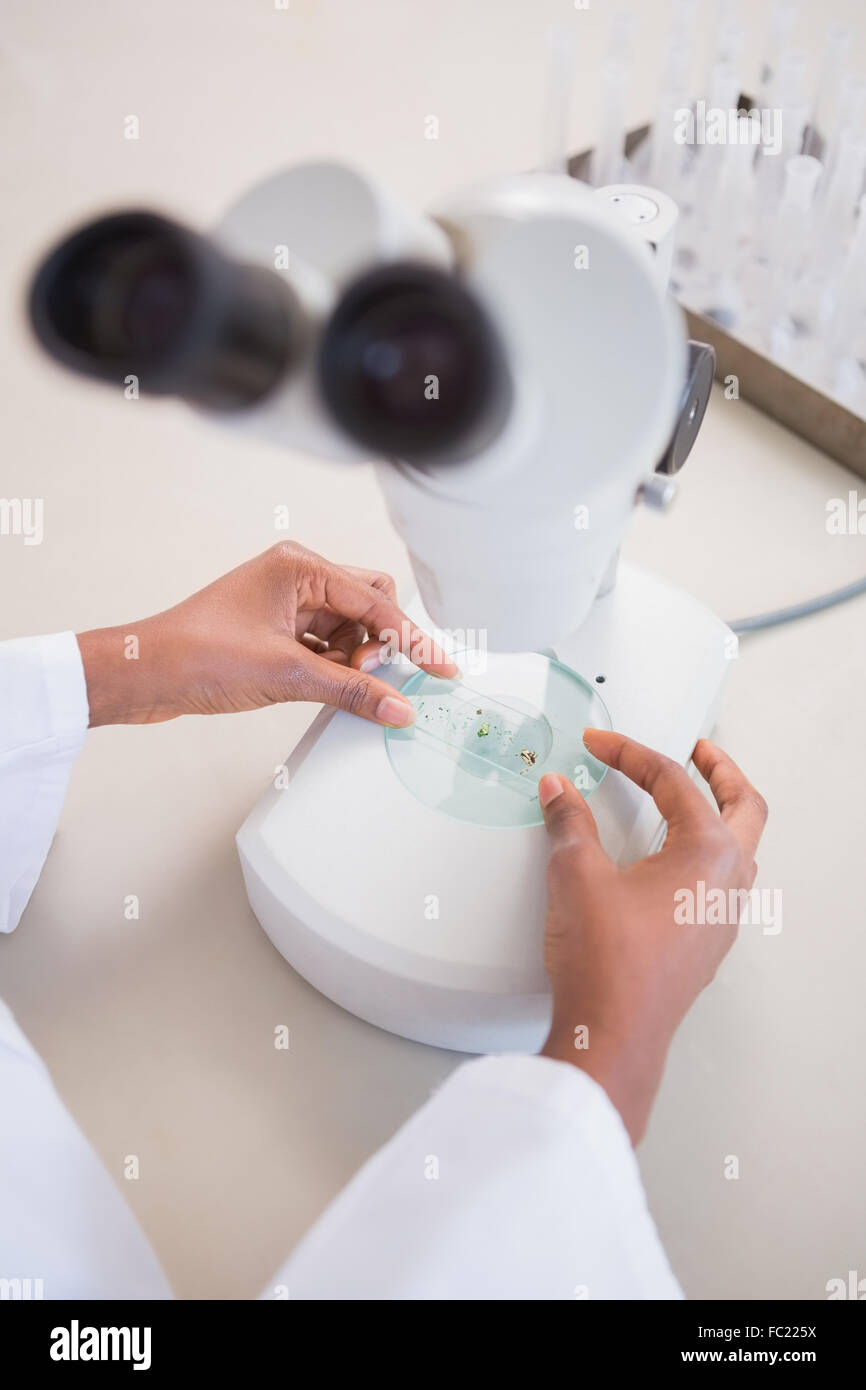 Scientist examining petri dish under microscope Stock Photo - Alamy