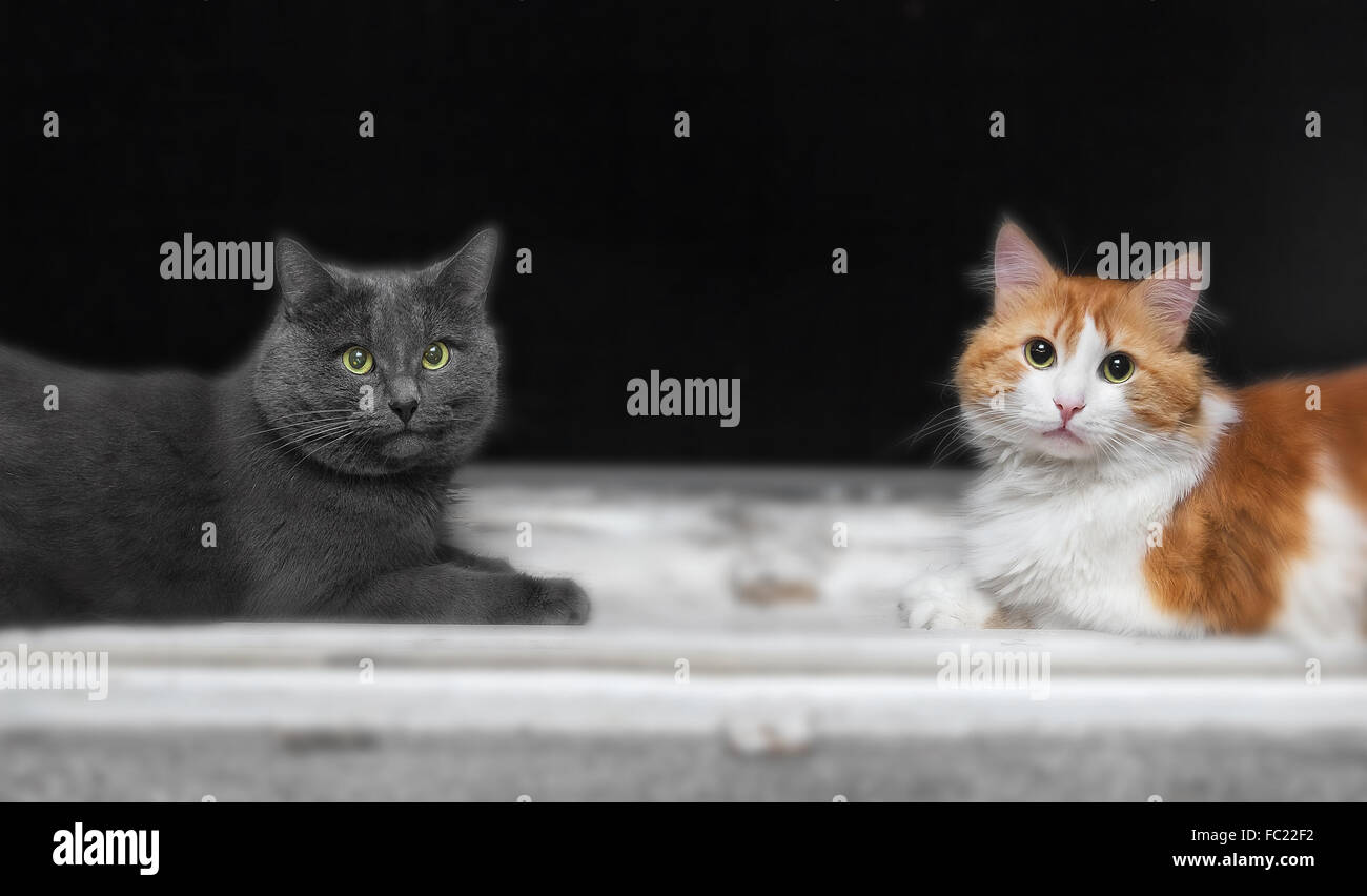 Two cats, grey and orange, on window in evening Stock Photo