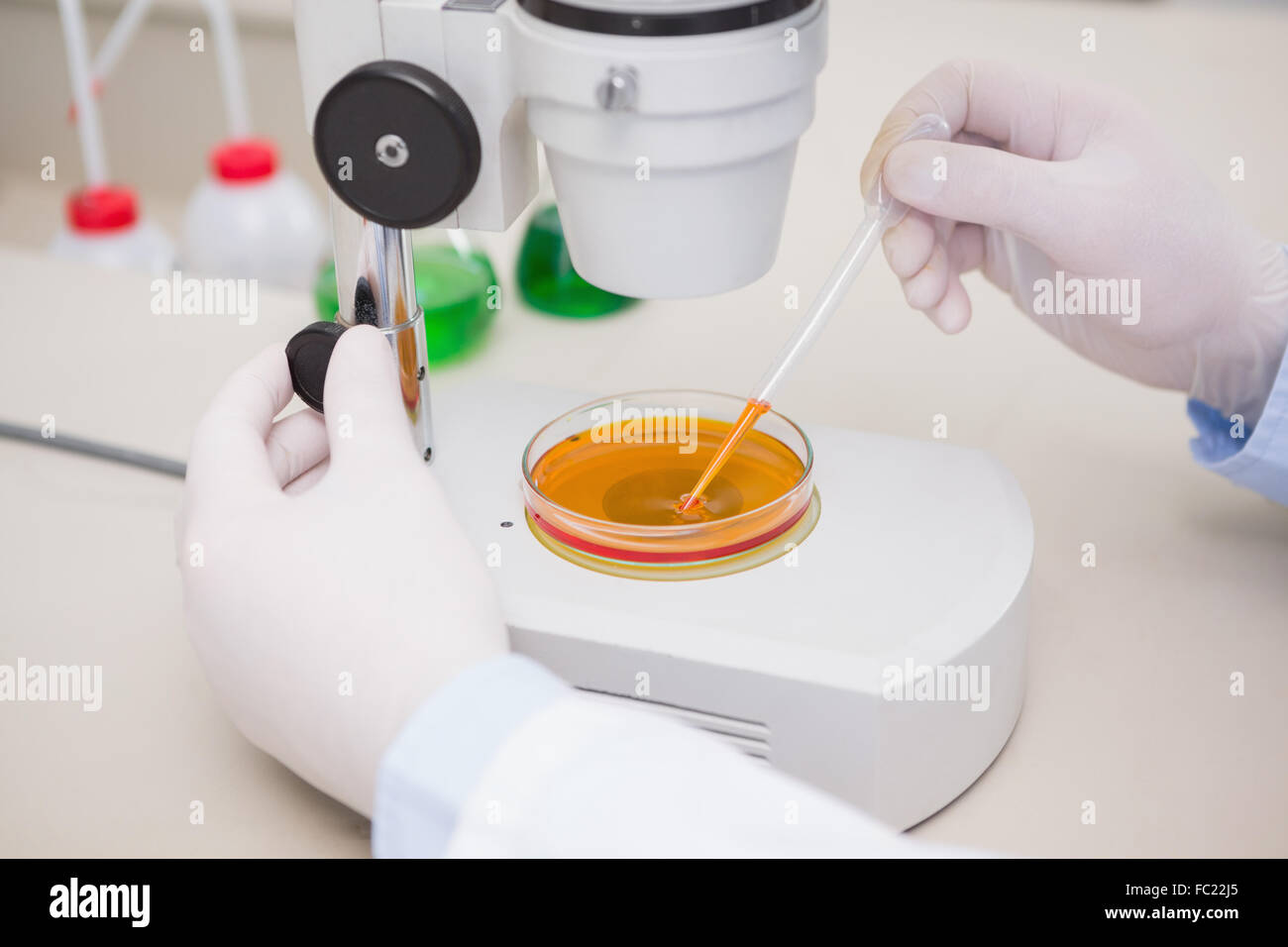 Scientist examining petri dish with microscope Stock Photo - Alamy