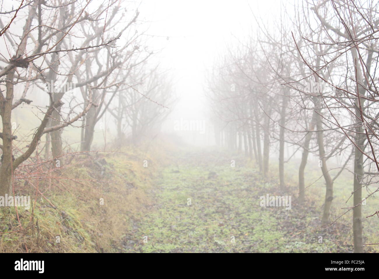 Pathway woods with foggy Stock Photo