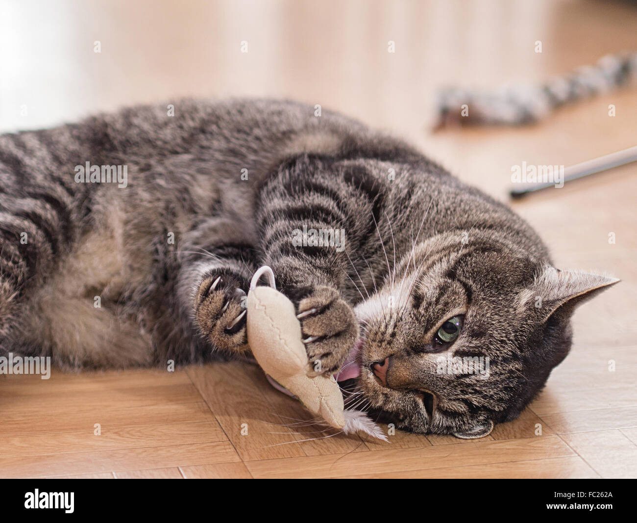 A playing cat Stock Photo