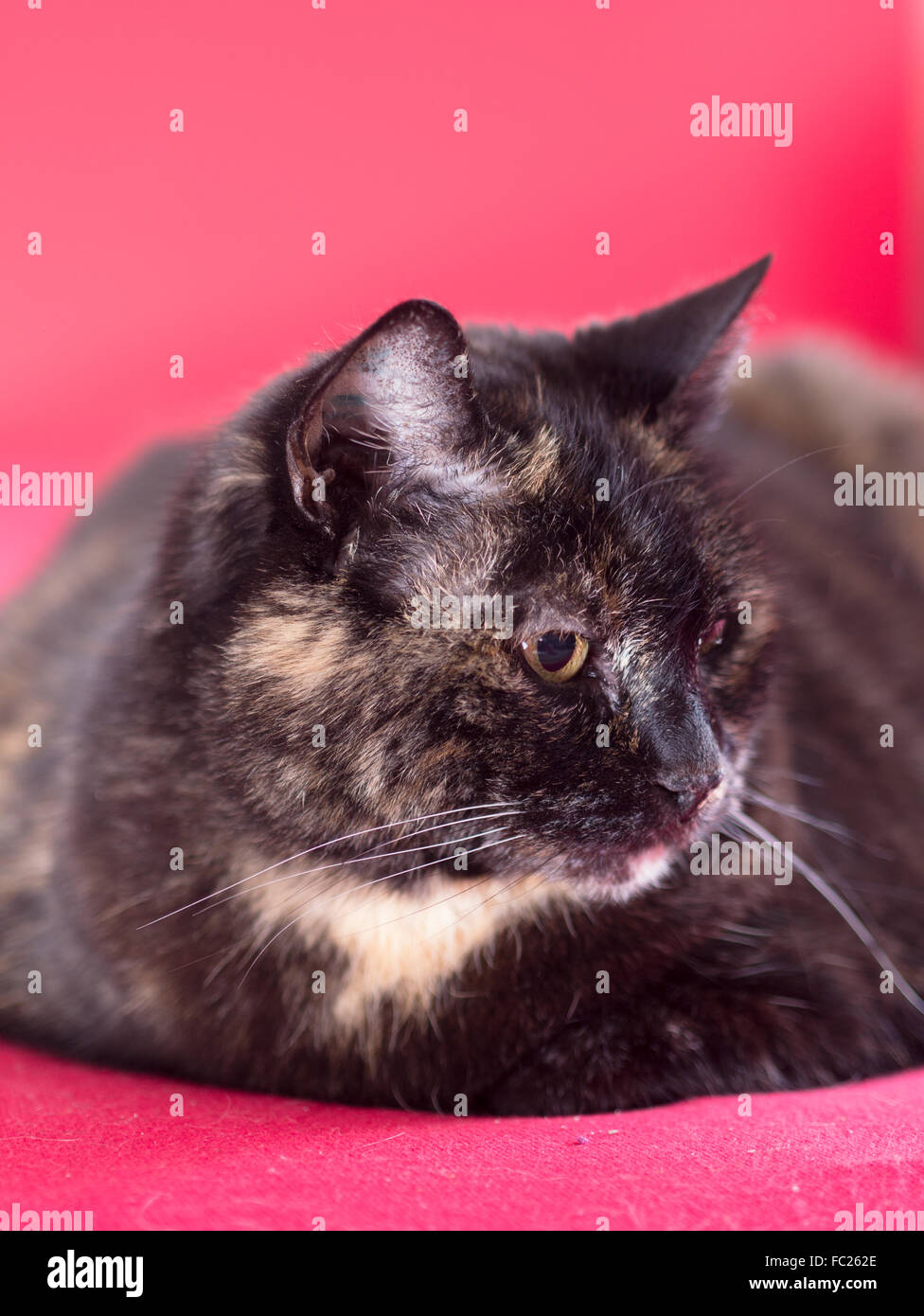 A cat looks attentively at her surroundings Stock Photo