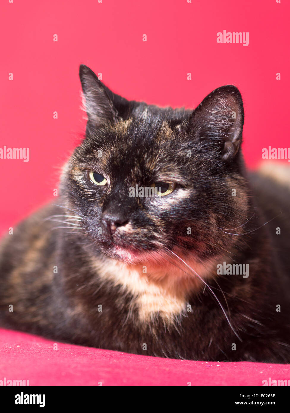 A cat lies relaxed on a blanket Stock Photo