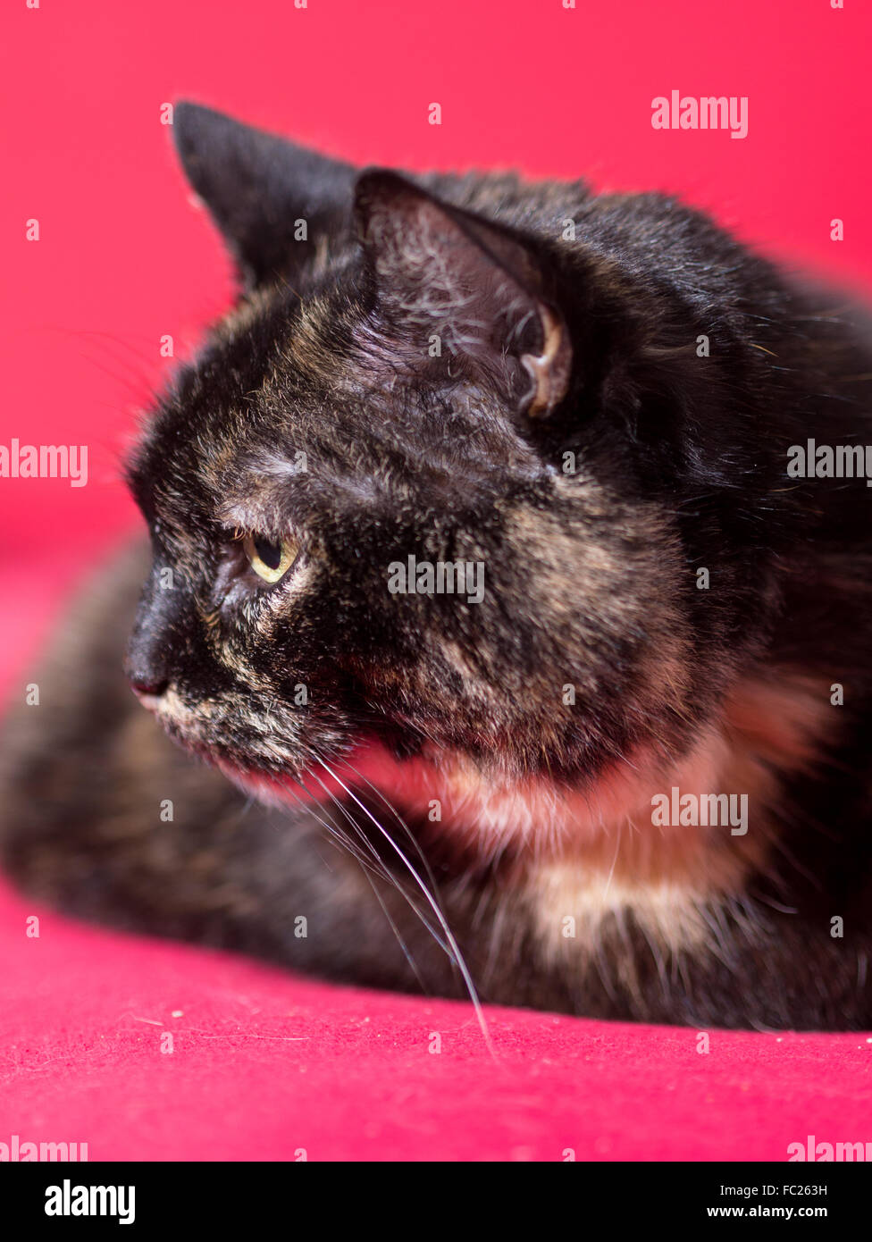 A cat watches one's activities relaxed Stock Photo