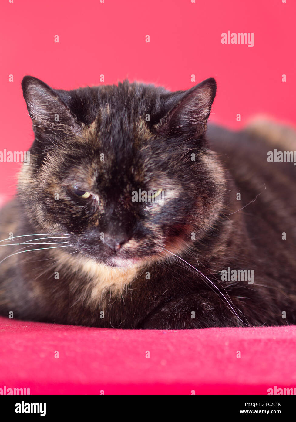 A cat lies relaxed on a blanket Stock Photo