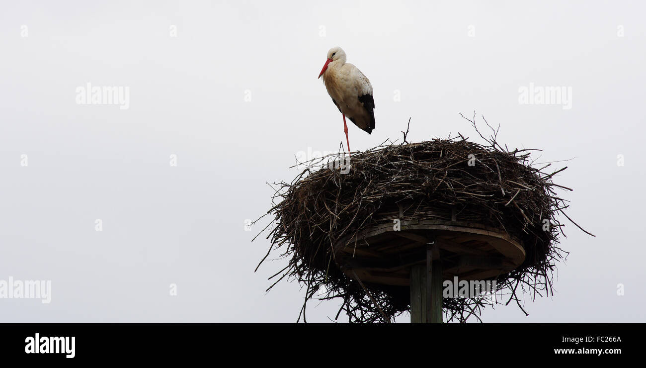 Weißstorch im Horst Stock Photo