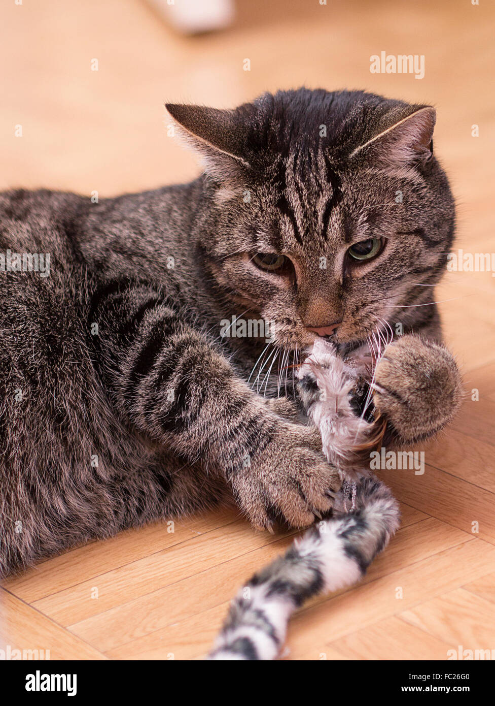 a playing cat is lying on the floor Stock Photo