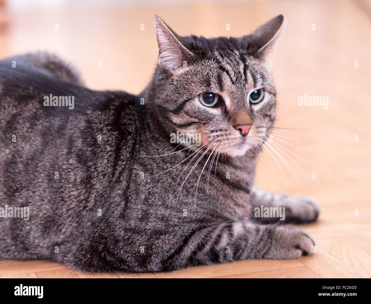 A striped cat looks at the surroundings Stock Photo Alamy