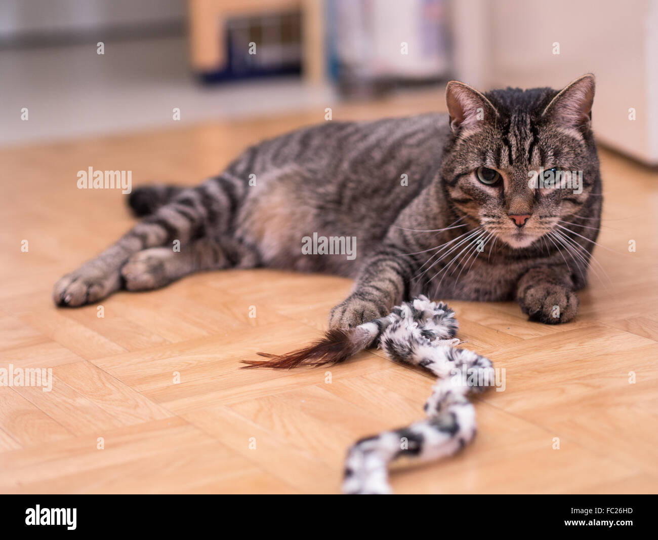 A cat lies calmly on the ground Stock Photo Alamy