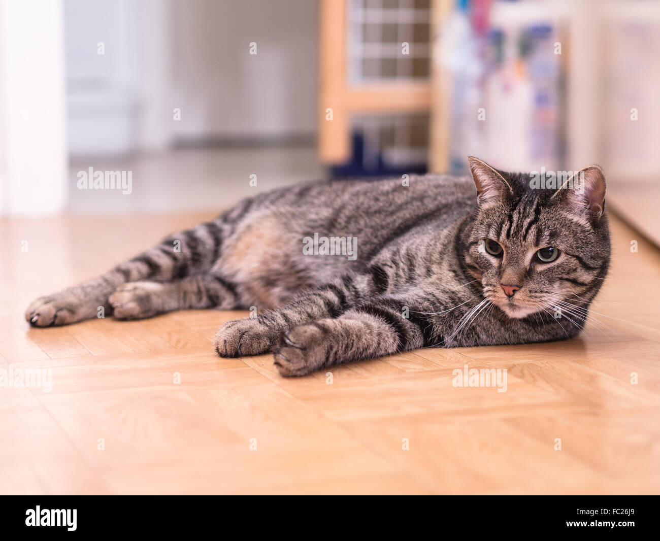 A cat lies calmly on the ground Stock Photo