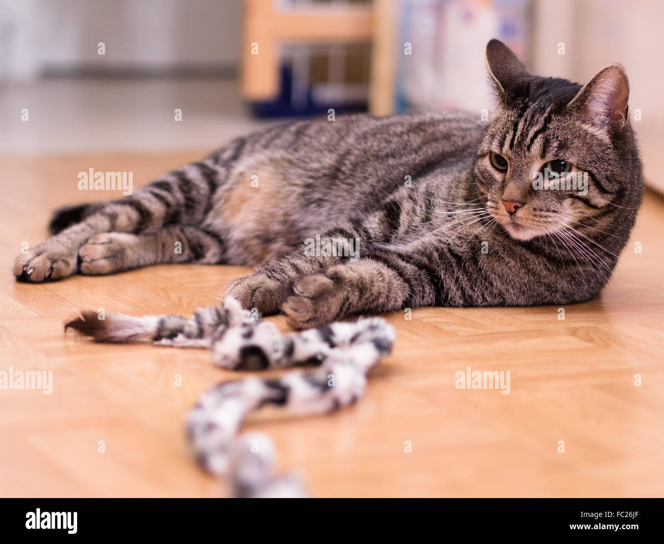 A cat lies calmly on the ground Stock Photo Alamy