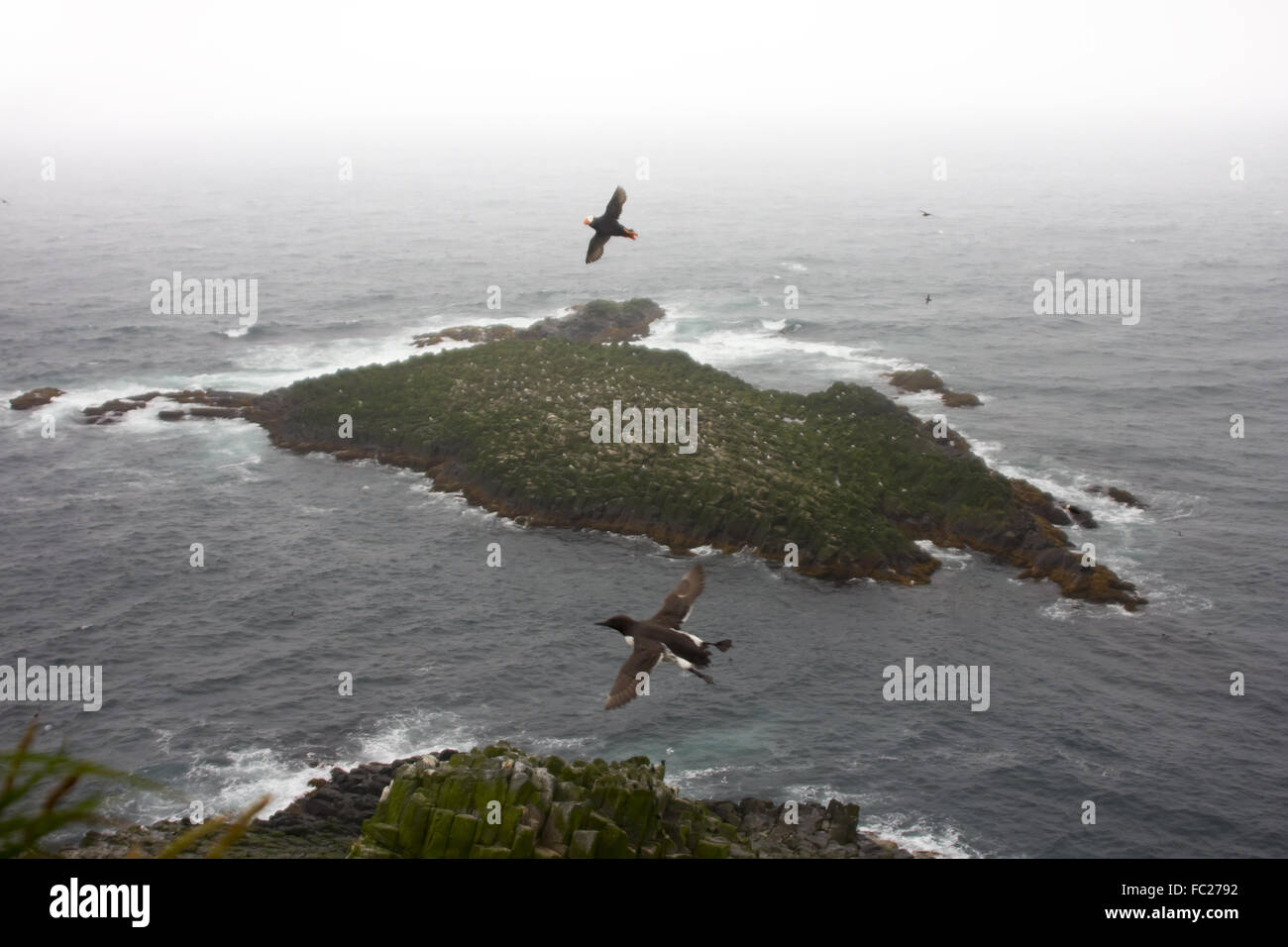 Pacific ocean birds on Islands Stock Photo