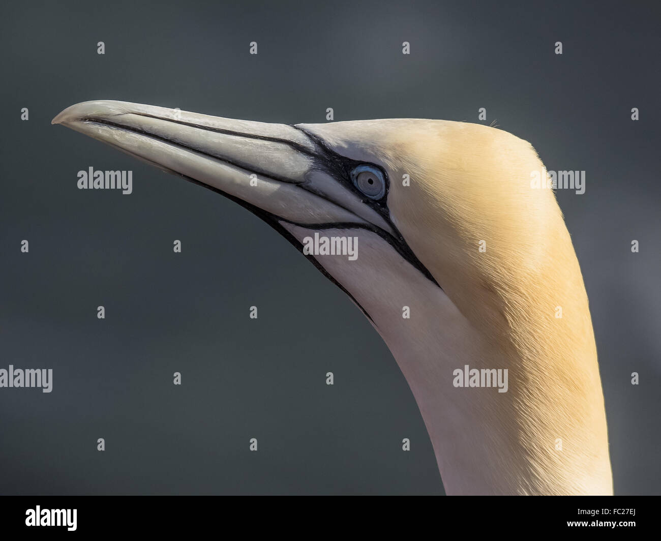 A little arrogant Stock Photo