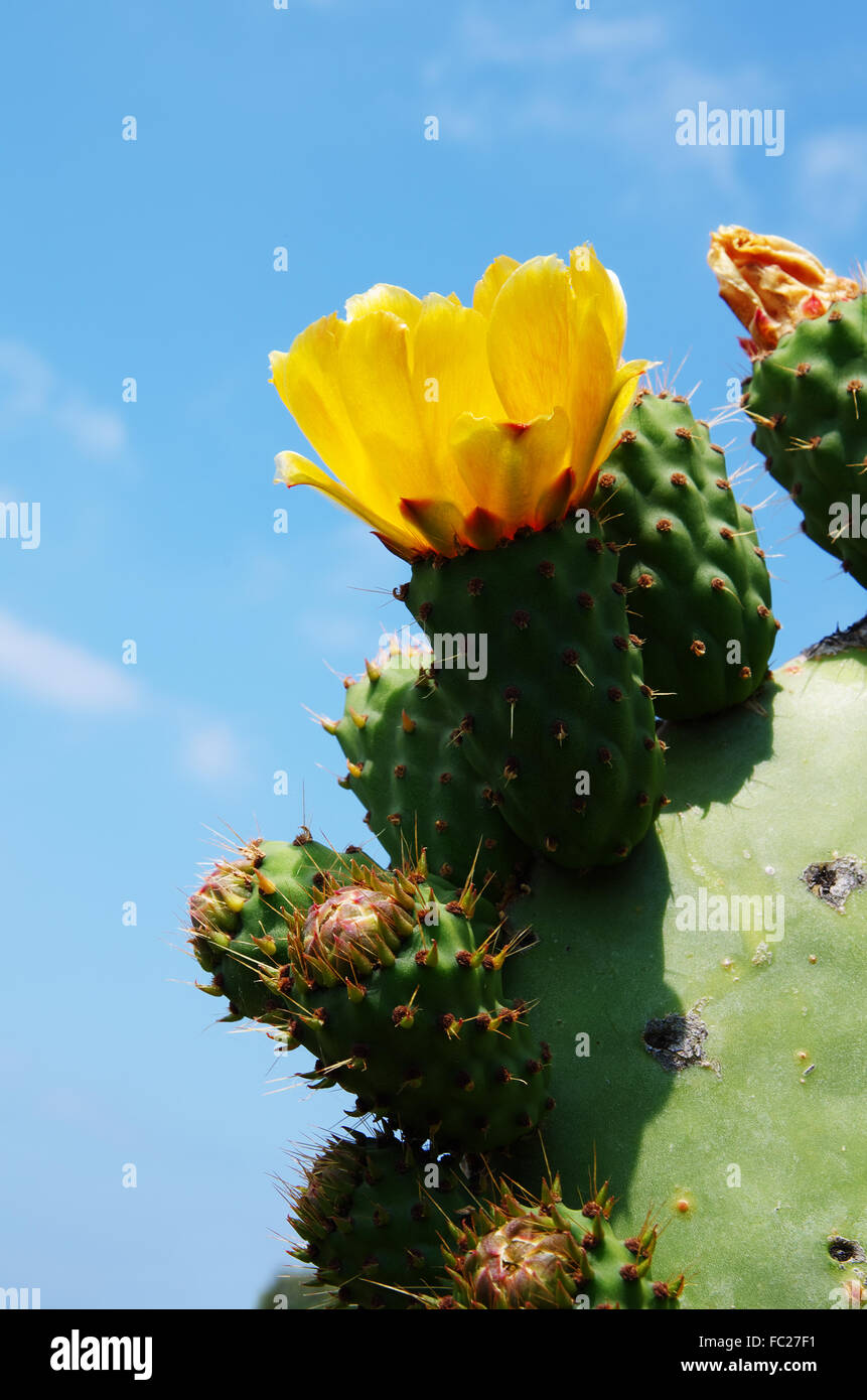 Blooming cactus - Corsica Stock Photo