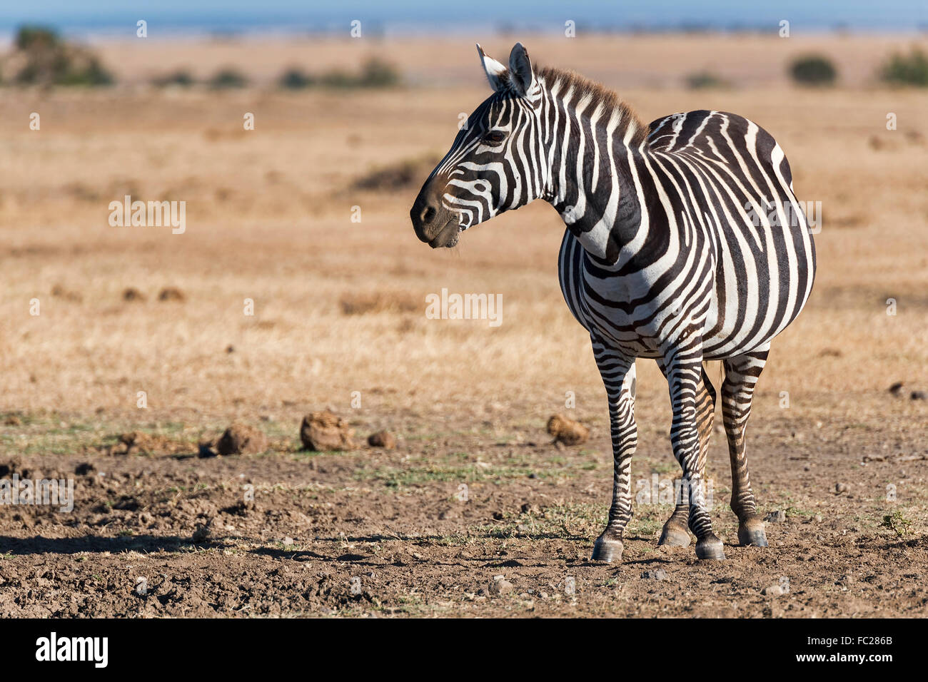 Plains zebra equus quagga pregnant hires stock photography and images