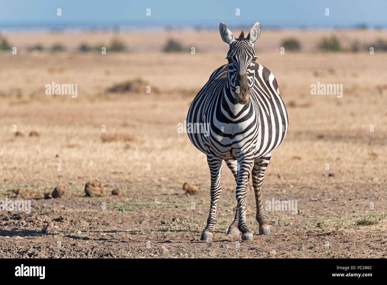 Plains zebra (Equus quagga), pregnant mare, Ol Pejeta Reserve, Kenya