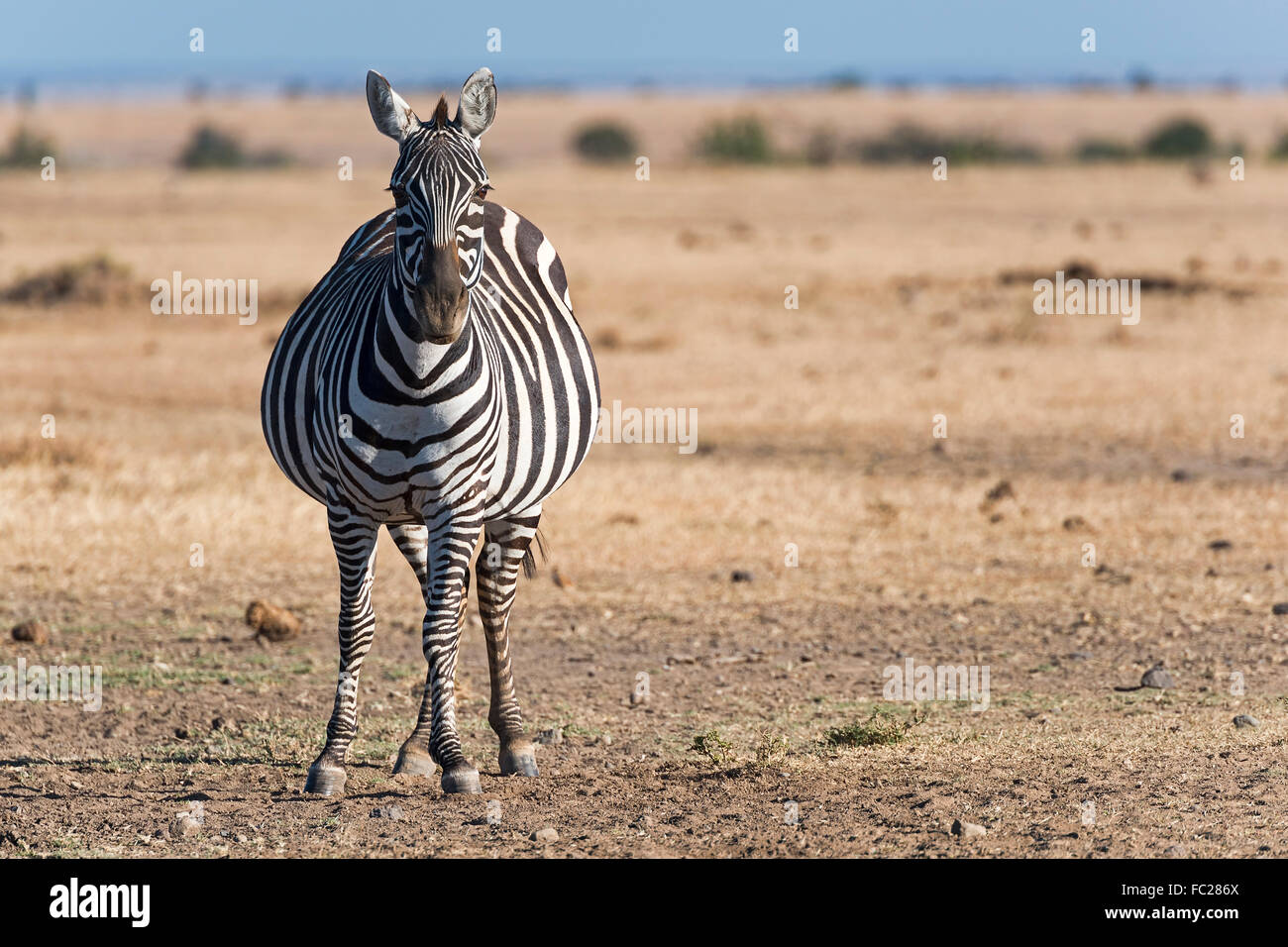 Plains zebra (Equus quagga), pregnant mare, Ol Pejeta Reserve, Kenya, East Africa Stock Photo