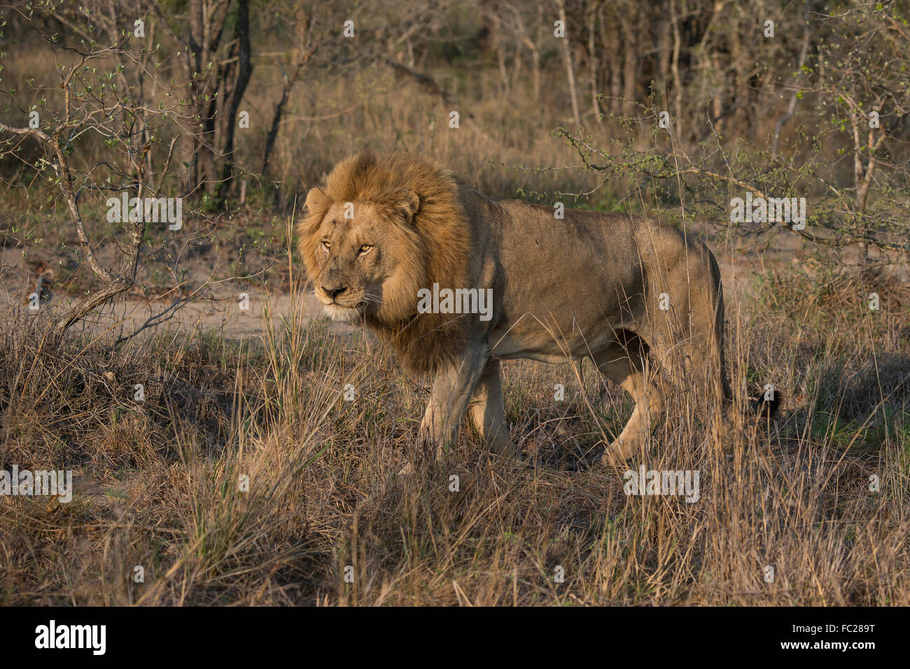 Lion (Panthera leo), Sabi Sands Game Reserve, South Africa Stock Photo