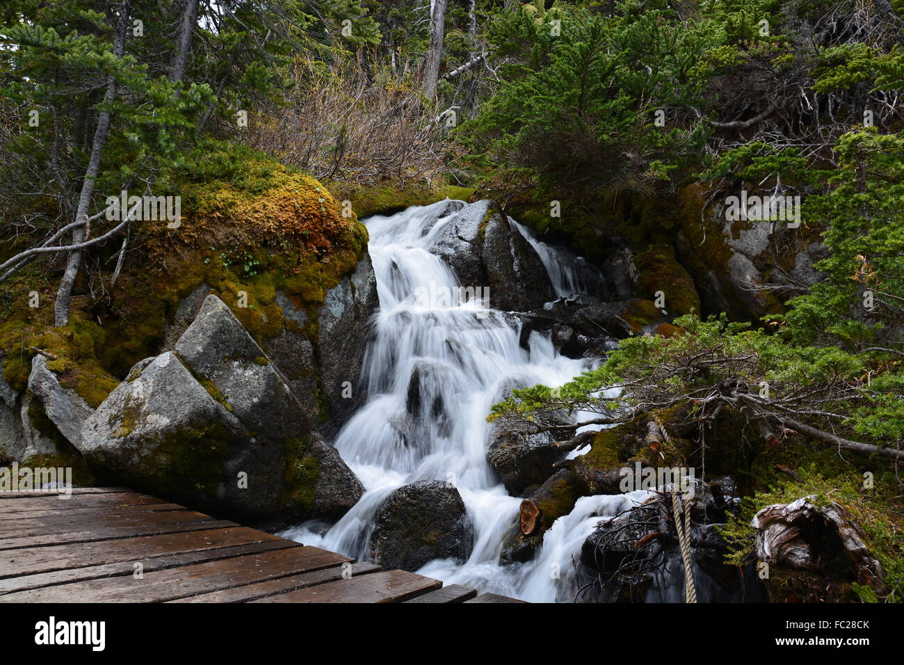 forest creek Joffre Lakes walk Canada British Columbia June 2013 Stock Photo