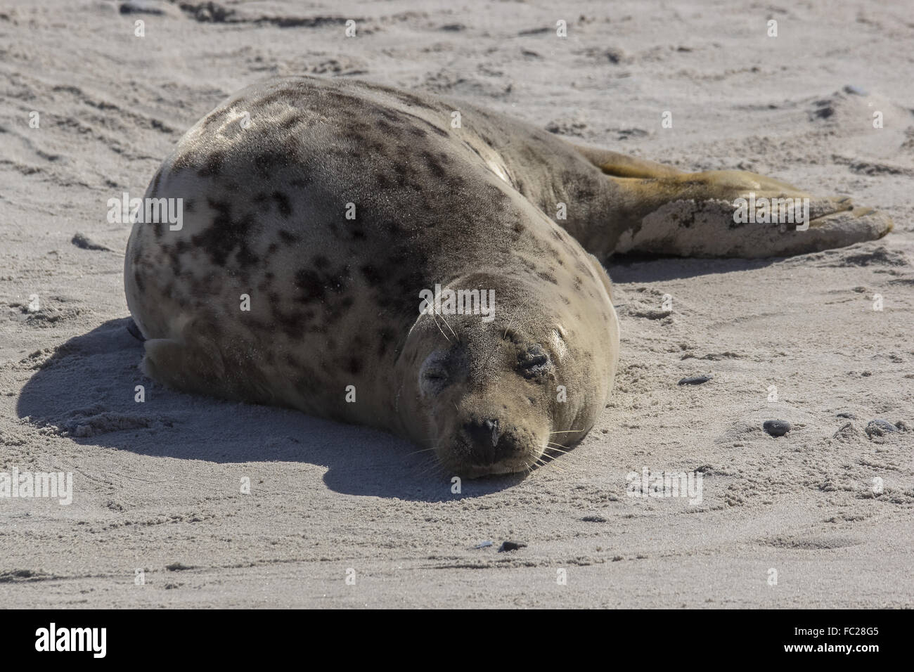 Comfortable sleeping position Stock Photo Alamy