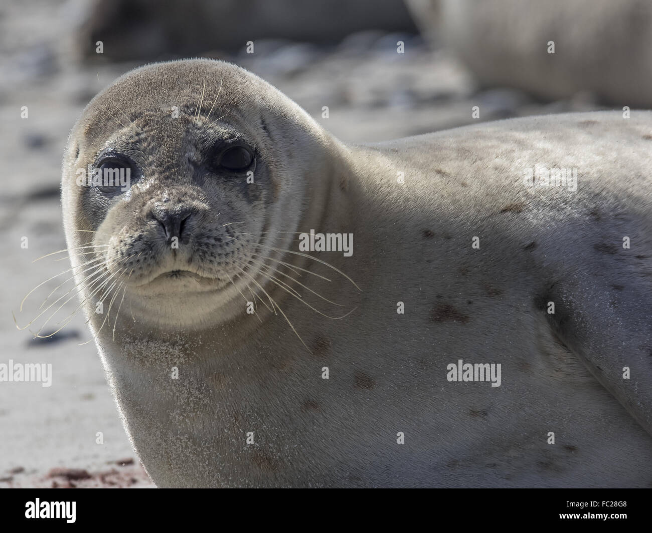 Portrait of a common seal Stock Photo - Alamy