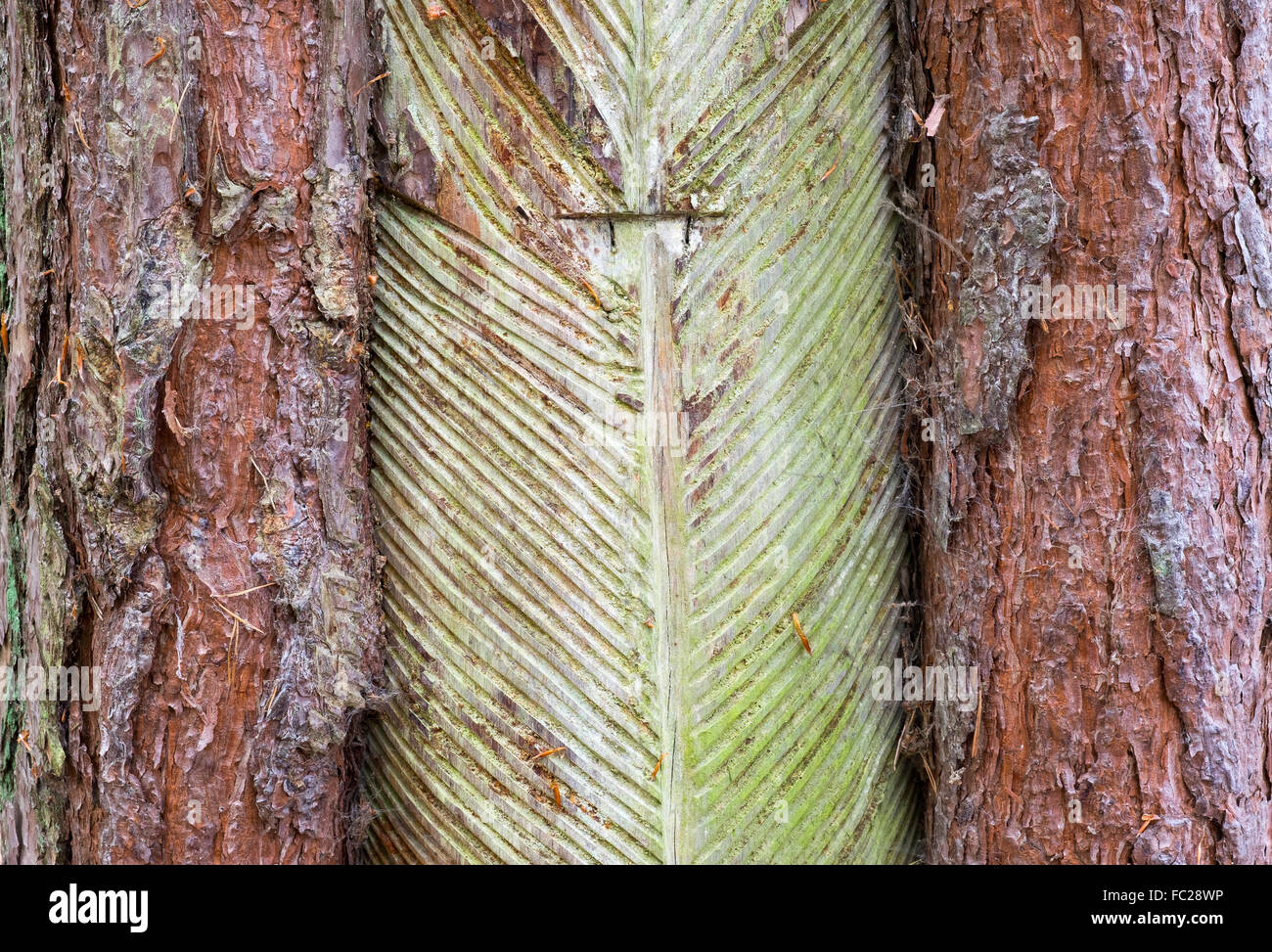 Pine trunk with bark stripped away to obtain resin, Darß Forest, Darß, Fischland-Darß-Zingst, Western Pomerania Lagoon Area Stock Photo