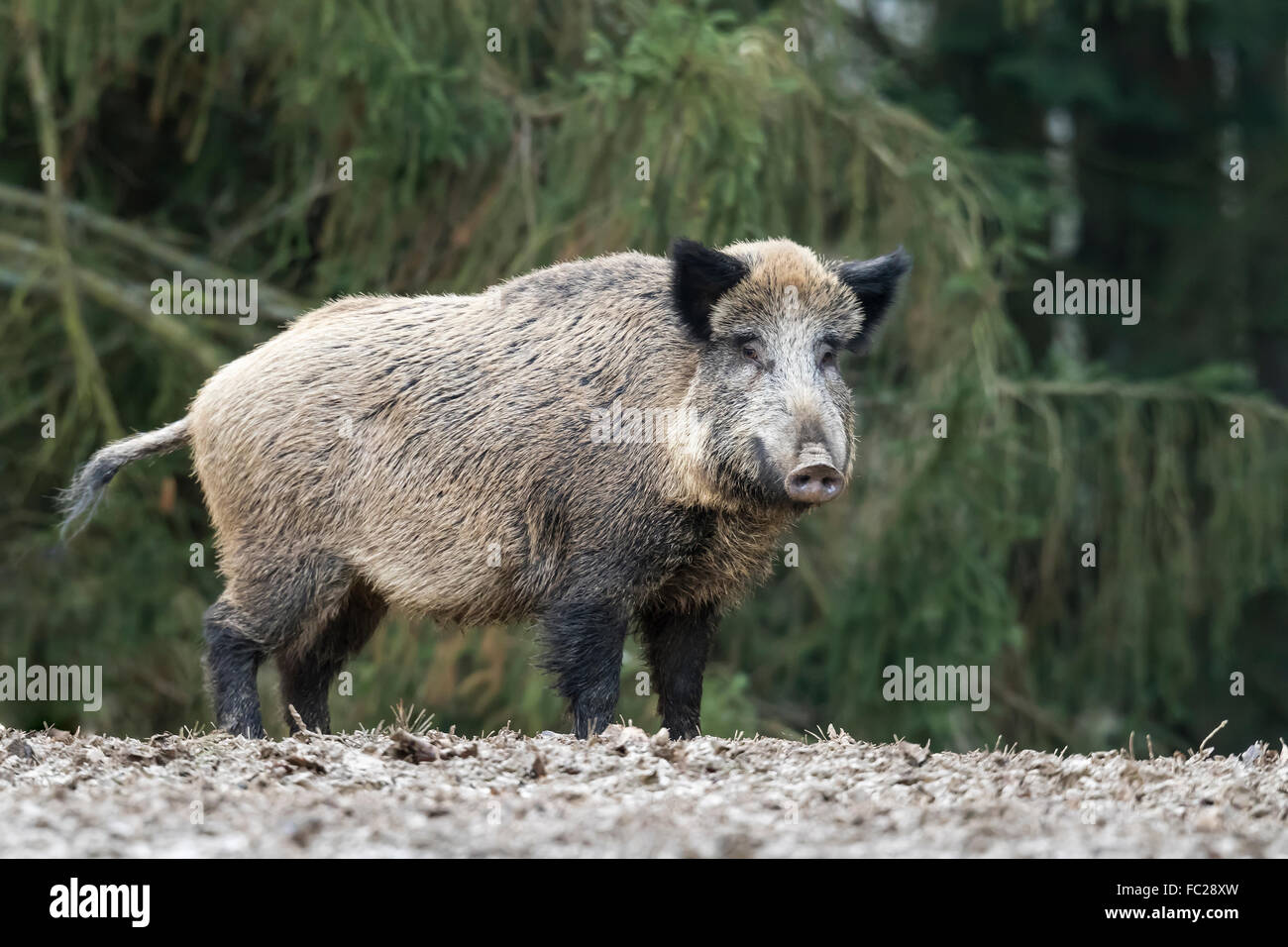 Wild boar (Sus scrofa), Vulkaneifel, Rhineland-Palatinate Stock Photo ...