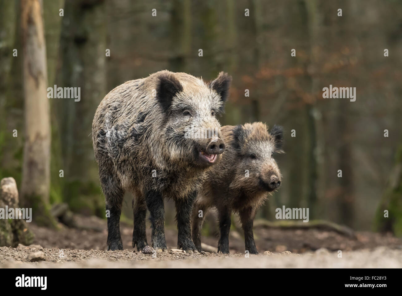 Wild boar (Sus scrofa) with young, Vulkaneifel, Rhineland-Palatinate, Germany Stock Photo