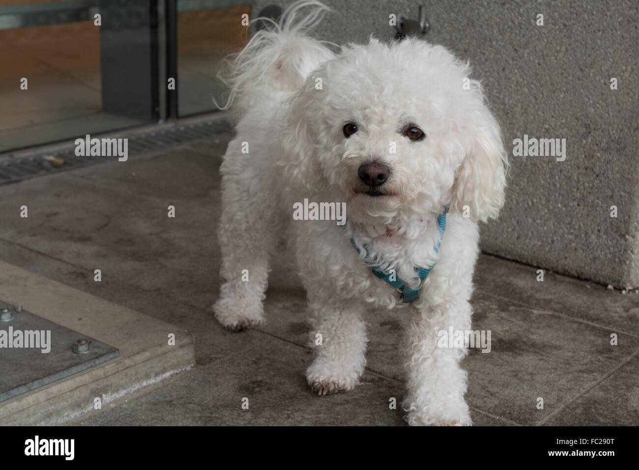 white poodle waits curious Stock Photo