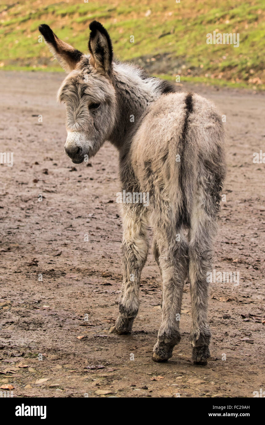 Thüringer Wald donkey (Equus asinus), foal, Wild- & Erlebnispark Daun, Vulkaneifel, Rhineland-Palatinate, Germany Stock Photo