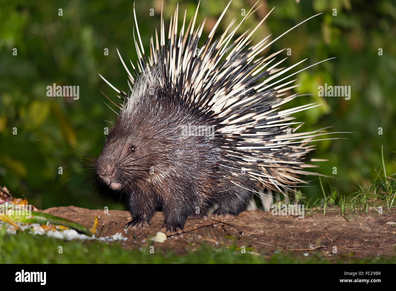 Malayan or Himalayan porcupine (Hystrix brachyura), Kaeng Krachan, Petchaburi, Thailand Stock Photo