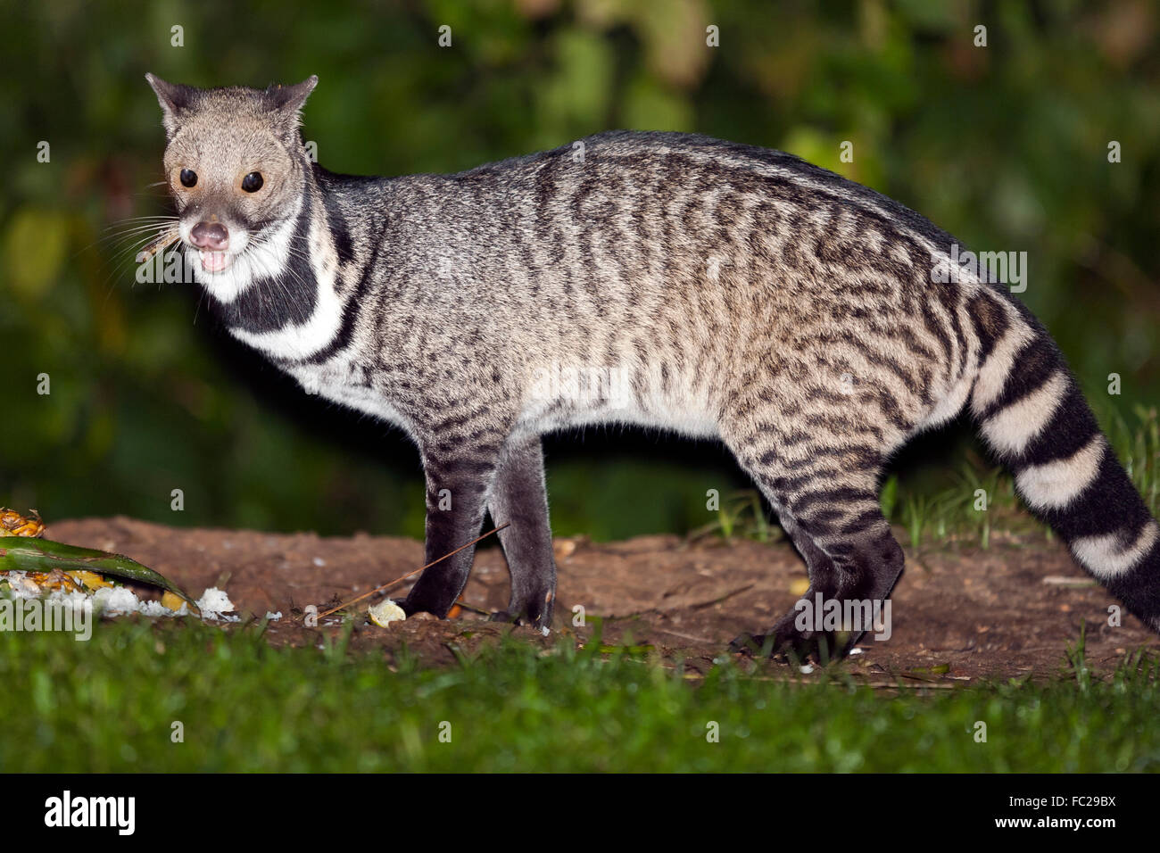 Civet