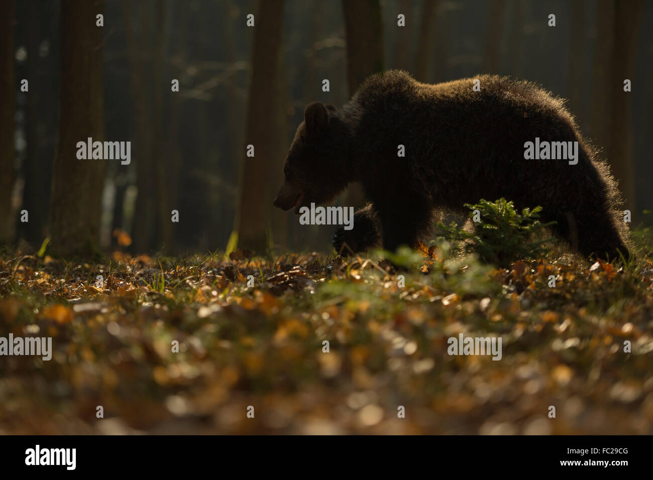 European Brown Bear / Europaeischer Braunbaer ( Ursus arctos ) walks through a natural forest, backlit, mysterious atmosphere. Stock Photo
