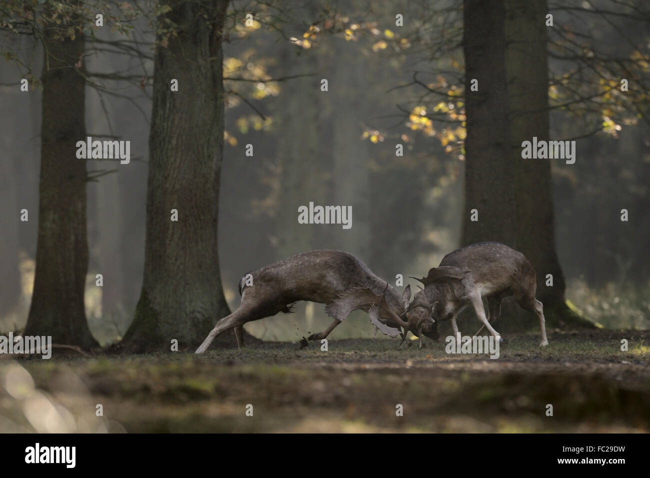 Fallow Deer ( Dama dama ), bucks in fight, while rutting season, on a clearing, deep in the woods. Stock Photo