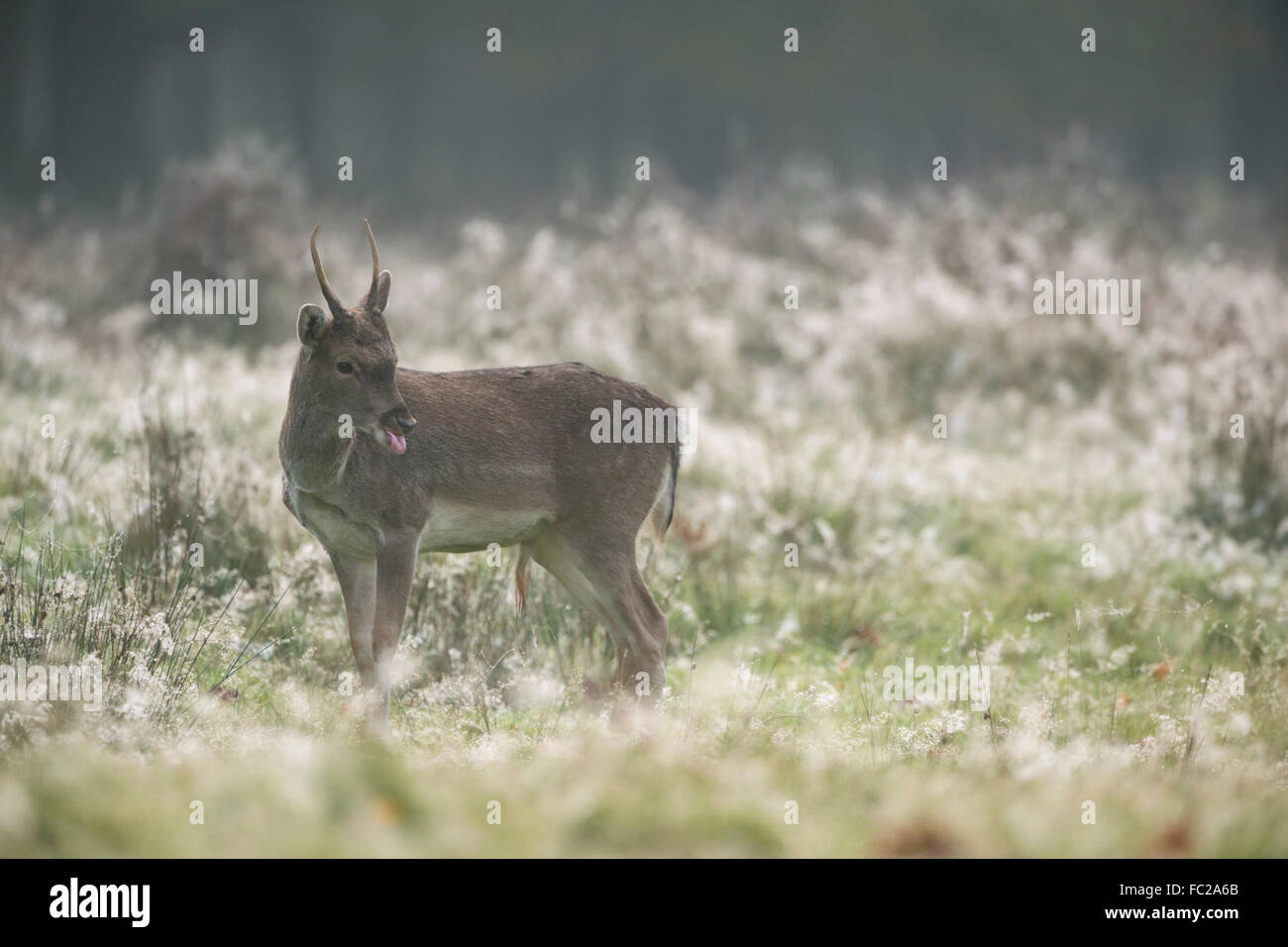 Young Fallow Deer ( Dama dama ) at crack of dawn, on a dew covered natural meadow, licking its tongue. Stock Photo